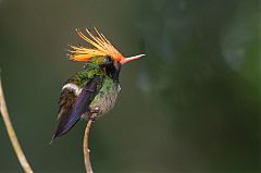 Rufous-crested Coquette